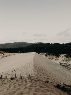 le sable, plage, Contexte, des arbres, Oregon, pnw, colline, océan, pacifique, aventure, de plein air, la nature, ciel, thèmes animaux, animal, groupe d'animaux, eau, vertébré, oiseau, la faune des animaux, animaux à l'état sauvage, personne, beauté dans la nature, journée, paysages - nature, tranquillité, terre, Lac, scène tranquille, en plein air, famille d'animaux, 4K, CC0, domaine public, libre de droits
