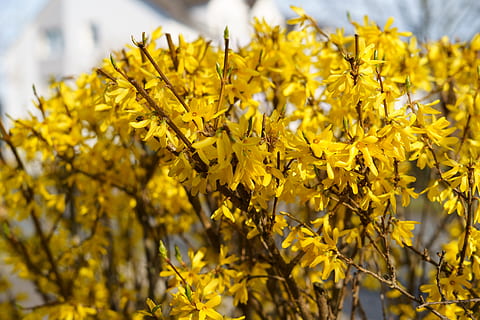 primavera, flor, planta, Pasqua, càlid, estiu, florir, naturalesa, pètals, flora, jardí, groc, arbre, branca, macro, botànica, natural, arbust, paisatge, primer pla, flors de primavera, frühlingsanfang, bellesa a la natura, planta amb flors, creixement, fragilitat, vulnerabilitat, centrar-se en primer pla, frescor, dia, cap gent, a l'aire lliure, color vibrant, pètal, enfocament selectiu, cap de flor, condició natural, 5K, CC0, domini públic, lliure de regalies