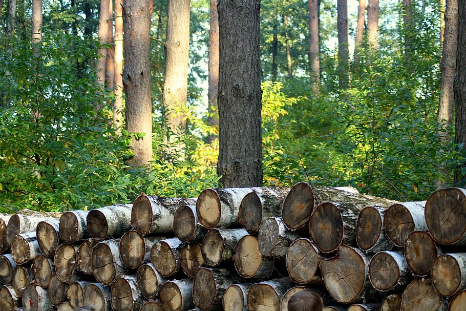 albero, foresta, abbattere un albero, betulla, foreste, in autunno, paesaggio, natura, pianta, tronco d'albero, terra, tronco, crescita, bosco, legname, giorno, legno - materiale, abbondanza, pila, nessuno, bellezza nella natura, la tranquillità, la deforestazione, scena non urbana, colore verde, all'aperto, legna, 5K