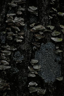 Devils jezero, celý rám, pozadí, strom, nikdo, kufr, kmen stromu, rostlina, růst, Příroda, texturou, den, detail, hrubý, venku, vzor, starý, mech, dřevo - materiál, zvětralý, kůra, 5K, CC0, veřejná doména, bez autorských práv
