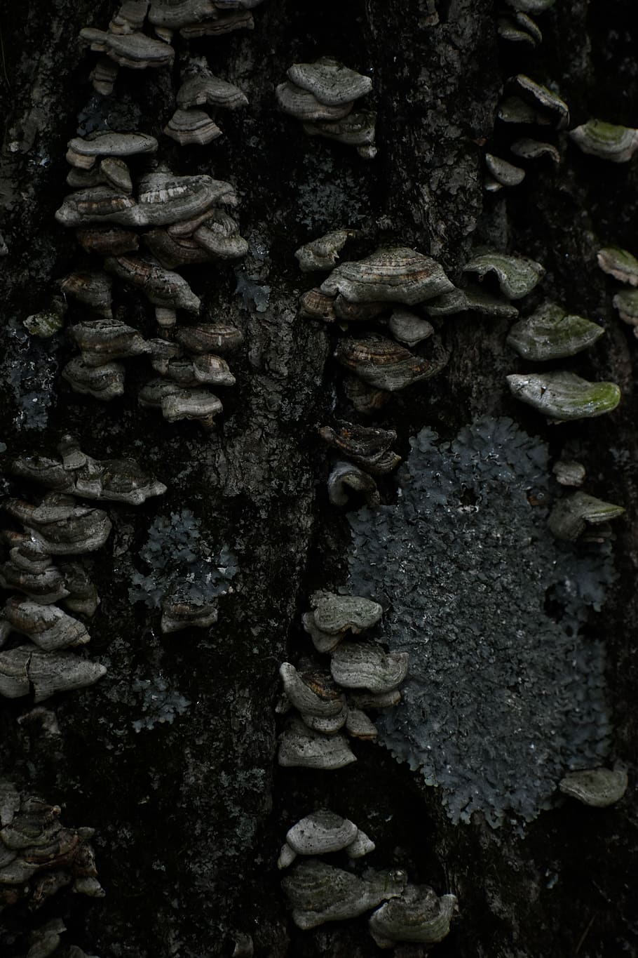 Devils jezero, celý rám, pozadí, strom, nikdo, kufr, kmen stromu, rostlina, růst, Příroda, texturou, den, detail, hrubý, venku, vzor, starý, mech, dřevo - materiál, zvětralý, kůra, 5K