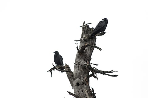 dos, corona, tronc de l'arbre, ocell, animal, Corb, fusta, Agelaius, merla, monstre de l'arbre, bec, fusta flotant, flicker bird, picot, silueta, jay, planta, arbre, anhinga, stand, botiga, la vida marina, temes d'animals, fauna animal, animals a la natura, vertebrats, posat, còpia espai, cel clar, branca, cap gent, un animal, cel, vista d’angle baix, naturalesa, dia, a l'aire lliure, 5K, CC0, domini públic, lliure de regalies