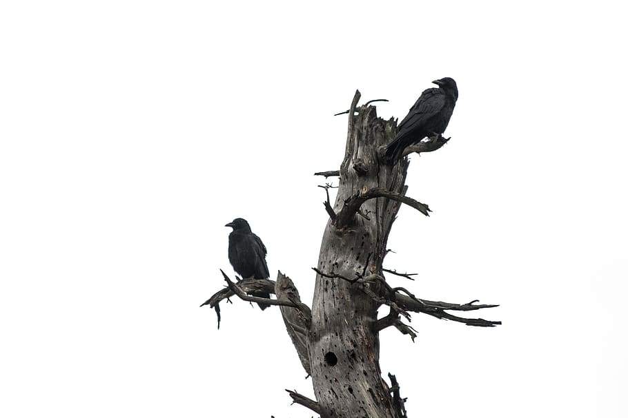 dos, corona, tronc de l'arbre, ocell, animal, Corb, fusta, Agelaius, merla, monstre de l'arbre, bec, fusta flotant, flicker bird, picot, silueta, jay, planta, arbre, anhinga, stand, botiga, la vida marina, temes d'animals, fauna animal, animals a la natura, vertebrats, posat, còpia espai, cel clar, branca, cap gent, un animal, cel, vista d’angle baix, naturalesa, dia, a l'aire lliure, 5K