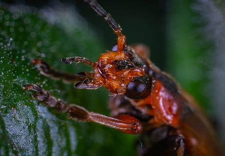 foto ravvicinata, insetto, scarafaggio, avvicinamento, poco, macro, peste, fauna selvatica, temi animali, animali allo stato selvatico, invertebrato, animale, un animale, pianta, messa a fuoco selettiva, nessuno, natura, giorno, colore verde, concentrarsi sulle conoscenze acquisite, crescita, all'aperto, formica, bellezza nella natura, parte del corpo animale, 2K, CC0, dominio pubblico, privo di copyright