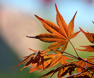 maple, primavera, licitació, nou, full, tardor, fulla d'auró, retroiluminació, estructura, vermell, naturalesa, planta, arce vermell, créixer, apuntat, filigrana, primer pla, part de la planta, cap gent, canvi, color taronja, bellesa a la natura, creixement, dia, vulnerabilitat, fragilitat, fulles, sec, centrar-se en primer pla, a l'aire lliure, enfocament selectiu, llum solar, condició natural, Planta esvaïda, 4K, CC0, domini públic, lliure de regalies
