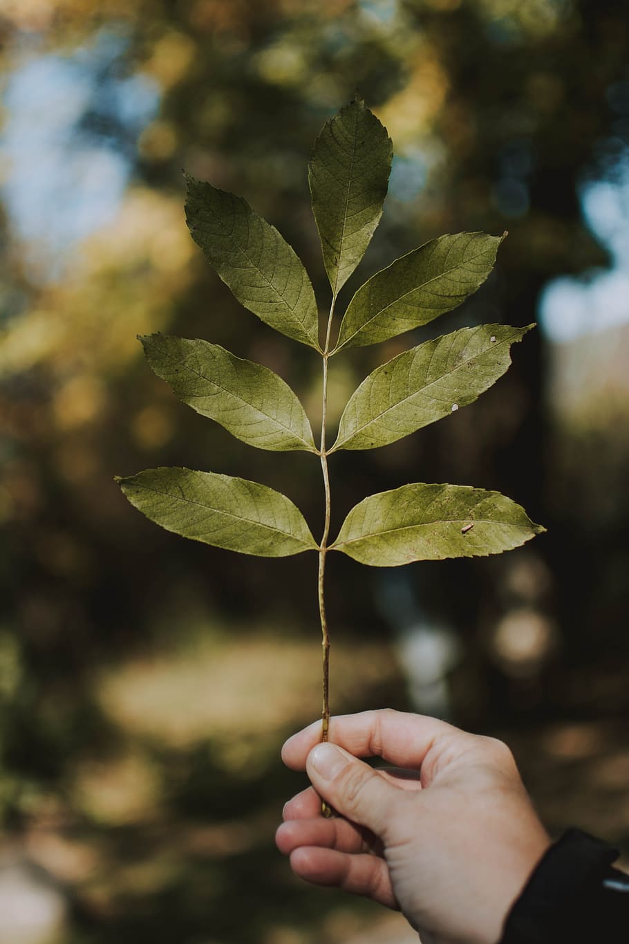 seleccionat, focus, verd, fulles, full, mà, arbre, bosc, tardor, caure, temporades, llum, ombra, vena, naturalesa, detall, celebració, dona, medi ambient, planta, creixement, mà humana, color verd, a l'aire lliure, primer pla, nova vida, frescor, temporada, branca, conservació del medi ambient, estiu, botànica, una persona, primavera, la vida, exuberant fullatge, gent, dia, conceptes, bellesa a la natura, imatge en color, idees, fons, macro, llum solar, 4K