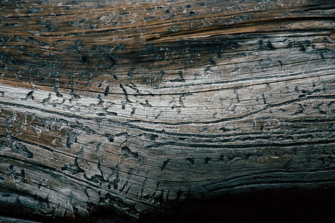 Nahaufnahmefoto, Holz, Log, Rau, Oberfläche, Textur, texturiert, Hintergründe, Holz - Material, Baum, Muster, Vollbild, Pflanze, natürliches Muster, Natur, Nahansicht, Baumstamm, keine Leute, Kofferraum, Pflanzenrinde, draußen, Holzmaserung, braun, Borke, Tag, abstrakt, Baumring, Struktureffekt, 5K, CC0, gemeinfrei, lizenzfrei