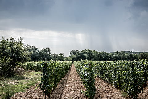justerede vinplanter, udendørs, landskabet, gård, vingård, natur, landdistrikterne, hæk, plante, flora, hegn, vin, træ, nåletræ, Mark, vedbend, vegetation, Busk, vej, grus, grusvej, vækst, skønhed i naturen, ro, sky - himmel, scenics - natur, rolig scene, jord, landskab, himmel, grøn farve, miljø, retning, dag, vejen frem, landbrug, ingen mennesker, i en række, faldende perspektiv, plantage, vinfremstilling, 5K, CC0, offentligt domæne, royaltyfrie