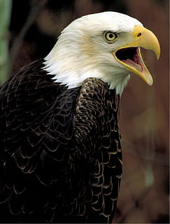 botak, burung rajawali, elang, tawaran, hewan, tajam, burung, tema binatang, bertulang belakang, burung pemangsa, satu binatang, binatang di alam liar, satwa liar hewan, fokus pada latar depan, merapatkan, Elang botak, elang - burung, tidak ada orang, paruh, bagian tubuh hewan, memalingkan muka, hari, mencari, alam, kepala hewan, mulut terbuka, mulut binatang, 1080P, CC0, domain publik, bebas royalti