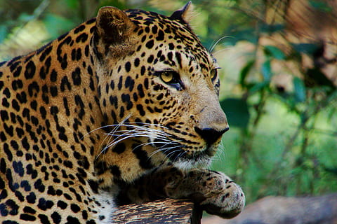 salvatge, animal, lleopard, depredador, vista, jungla, Índia, Àfrica, bèstia, marró, groc, pell, verd, un animal, temes d'animals, fauna animal, gat gran, animals a la natura, felí, mamífer, gat, cap gent, vertebrats, carnivora, primer pla, mirant cap a fora, centrar-se en primer pla, marques d’animals, mirant, dia, tacat, bigotis, a l'aire lliure, cap d’animals, gat no domesticat, 2K, CC0, domini públic, lliure de regalies