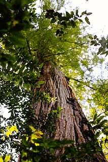 oregon, stromy, les, strom, zelená, listy, soustředit se, rozmazaný, bokeh, Redwoods, Příroda, rostlina, růst, kmen stromu, kufr, nízký úhel pohledu, den, nikdo, krása v přírodě, větev, zelená barva, klid, venku, zaměřit se na popředí, rostlinné části, list, detail, nebe, kůra, lišejník, jaro, 5K, CC0, veřejná doména, bez autorských práv