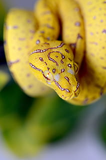 slange, grøn, grøn træ python, dyr, krybdyr, gul, python, natur, dyreliv, portræt, eksotisk, dyre temaer, tæt på, et dyr, dyr i naturen, ingen mennesker, selektiv fokusering, plante, vand, fokus på forgrunden, hvirveldyr, fik øje på, dag, ekstrem nærbillede, skønhed i naturen, udendørs, marine, 4K, CC0, offentligt domæne, royaltyfrie