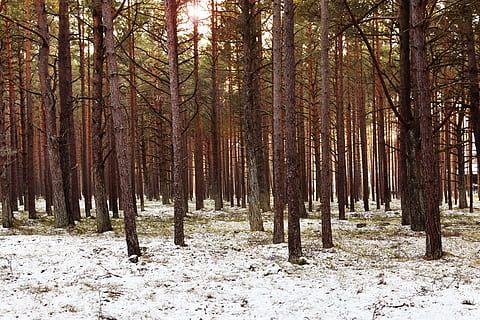 hivern, bosc, posta de sol, bosc de pins, pi, arbres, neu, paisatge, desembre, Lituània, palanga, fusta, arbre, terra, planta, temperatura de fred, tronc de l'arbre, tranquil·litat, tronc, bellesa a la natura, creixement, naturalesa, escena no urbana, escenics - natura, escena tranquil·la, dia, cap gent, a l'aire lliure, bosc de pi, arbre de coníferes, 4K, CC0, domini públic, lliure de regalies