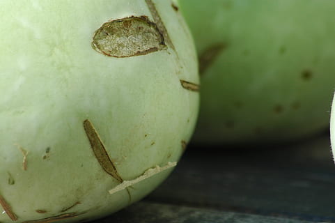 botol squash, hijau, halaman, makanan dan minuman, makanan, makan sehat, merapatkan, buah, tidak ada orang, kesejahteraan, warna hijau, fokus pada latar depan, masih hidup, kesegaran, kelapa, hari, di luar rumah, bahan kayu, kacang, fokus selektif, alam, tua, kacang - makanan, matang, 2K, CC0, domain publik, bebas royalti