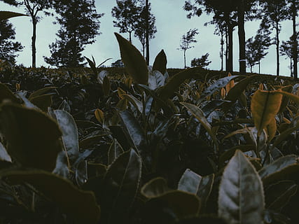 Indien, Munnar, Pflanze, Blatt, Pflanzenteil, Wachstum, Natur, Land, Feld, keine Leute, Nahansicht, Himmel, Tag, Baum, Schönheit in der Natur, Ruhe, draußen, Landwirtschaft, Landschaft, Blätter, Ernte, Frische, Oberflächenniveau, 4K, CC0, gemeinfrei, lizenzfrei