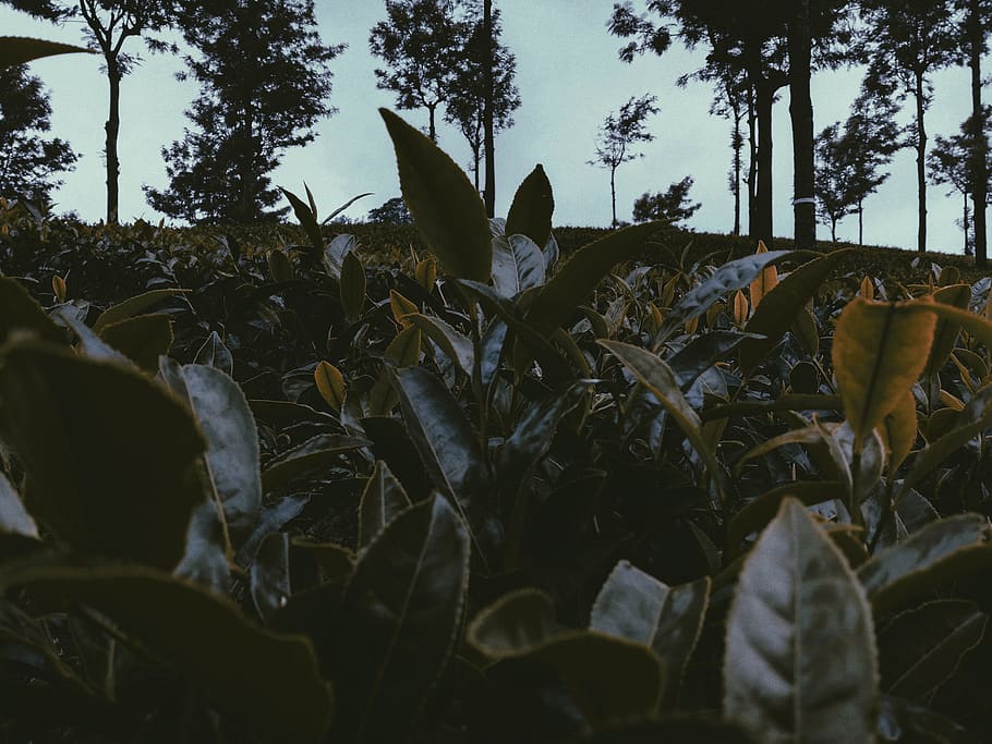 Índia, munnar, planta, full, part de la planta, creixement, naturalesa, terra, camp, cap gent, primer pla, cel, dia, arbre, bellesa a la natura, tranquil·litat, a l'aire lliure, agricultura, paisatge, fulles, cultiu, frescor, nivell superficial, 4K