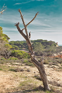 Baum, tot, Himmel, Landschaft, geheimnisvoll, Dürre, Sand, Pflanze, Ruhe, tote Pflanze, Szenen - Natur, Natur, ruhige Szene, Land, Schönheit in der Natur, Nicht-städtische Szene, keine Leute, Tag, wolke - himmel, Baumstamm, Kofferraum, Holz - Material, Umgebung, Fernbedienung, draußen, Holz, Treibholz, Klima, trockenes Klima, 5K, CC0, gemeinfrei, lizenzfrei
