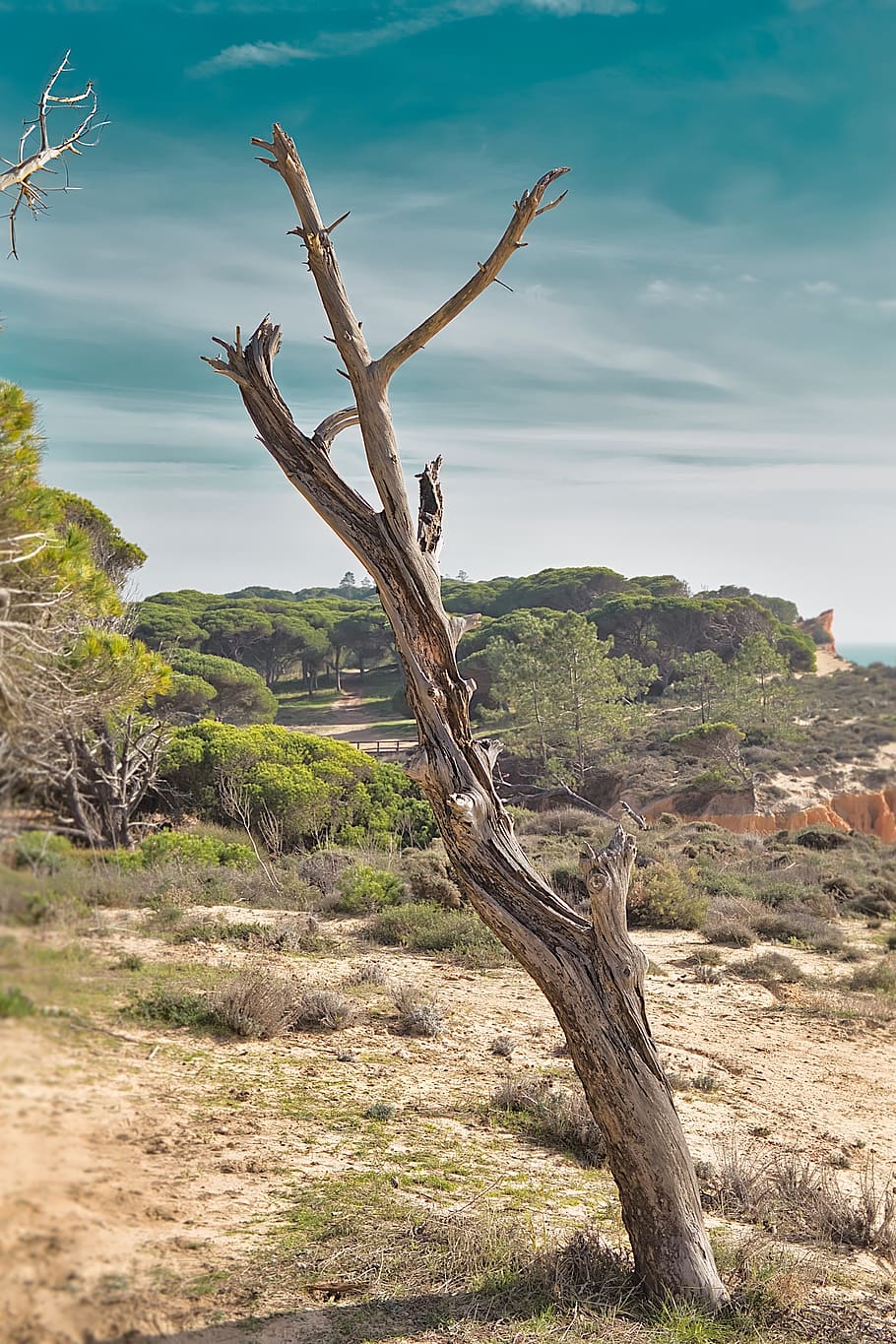 Baum, tot, Himmel, Landschaft, geheimnisvoll, Dürre, Sand, Pflanze, Ruhe, tote Pflanze, Szenen - Natur, Natur, ruhige Szene, Land, Schönheit in der Natur, Nicht-städtische Szene, keine Leute, Tag, wolke - himmel, Baumstamm, Kofferraum, Holz - Material, Umgebung, Fernbedienung, draußen, Holz, Treibholz, Klima, trockenes Klima, 5K