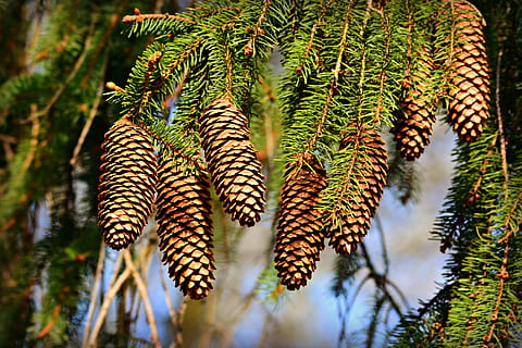 kon, tall, frukt, träd, barrträd, gren, vintergröna, vår, växt, tillväxt, skönhet i naturen, natur, inget folk, dag, fokusera på förgrunden, blad, grön färg, närbild, utomhus, växtdel, palmträd, tropiskt klimat, lugn, naturligt mönster, solljus, Palmblad, 4K, CC0, offentligt domän, royaltyfria