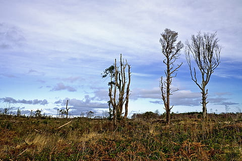 la deforestazione, albero, natura, foresta, ambiente, legna, naturale, alberi, ecologia, conservazione, silvicoltura, boschi, habitat, striscia, danno, cielo, pianta, nuvola - cielo, terra, campo, la tranquillità, scena tranquilla, paesaggio, scena non urbana, bellezza nella natura, scenics - natura, erba, nessuno, giorno, crescita, albero nudo, all'aperto, pianta morta, 4K, CC0, dominio pubblico, privo di copyright