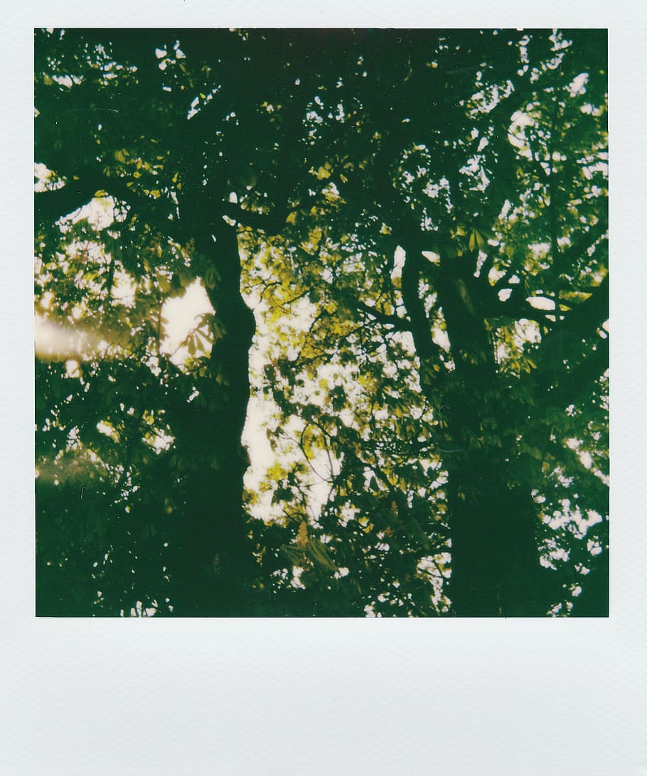 els raigs del sol, el pas, arbres de fulles verdes, color, la llum del dia, decoració, disseny, tir en angle baix, naturalesa, Polaroid, raig de sol, llum solar, textura, arbres, planta, arbre, transferir impressió, filtre de producció automàtica, creixement, dia, cap gent, bellesa a la natura, a l'aire lliure, tranquil·litat, verd, color verd, part de la planta, full, medi ambient, planta amb flors, primer pla, frescor, fulles, 1080P