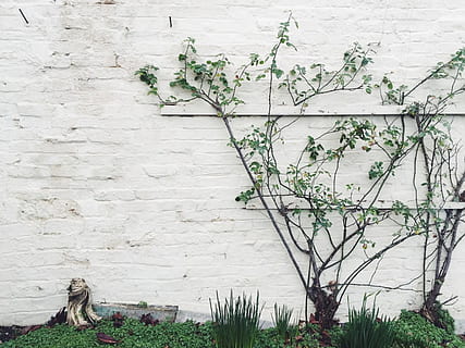 branches, des briques, escalade, gris, vert, les plantes, des murs, blanc, plante, croissance, structure construite, la nature, architecture, arbre, plante à fleurs, journée, construction de murs, fleur, en plein air, extérieur du bâtiment, personne, branche, mur, couleur verte, bâtiment, beauté dans la nature, fraîcheur, partie de la plante, , CC0, domaine public, libre de droits