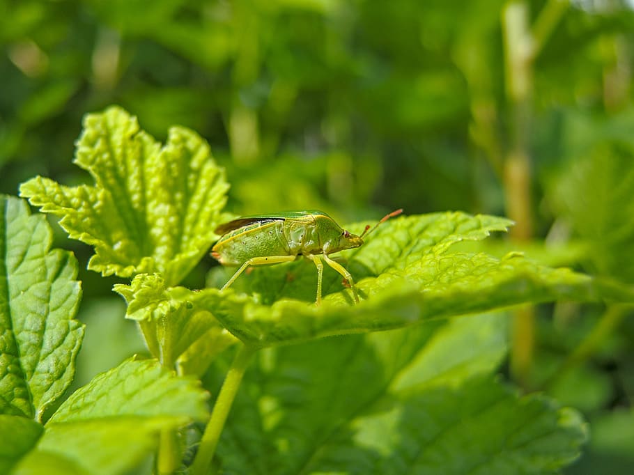 error, verd, escarabat, pudor d'error, fulles, naturalesa, primer pla, color verd, temes d'animals, fauna animal, full, part de la planta, animal, animals a la natura, un animal, planta, invertebrat, insecte, cap gent, creixement, dia, enfocament selectiu, a l'aire lliure, camuflatge, part del cos dels animals, 2K