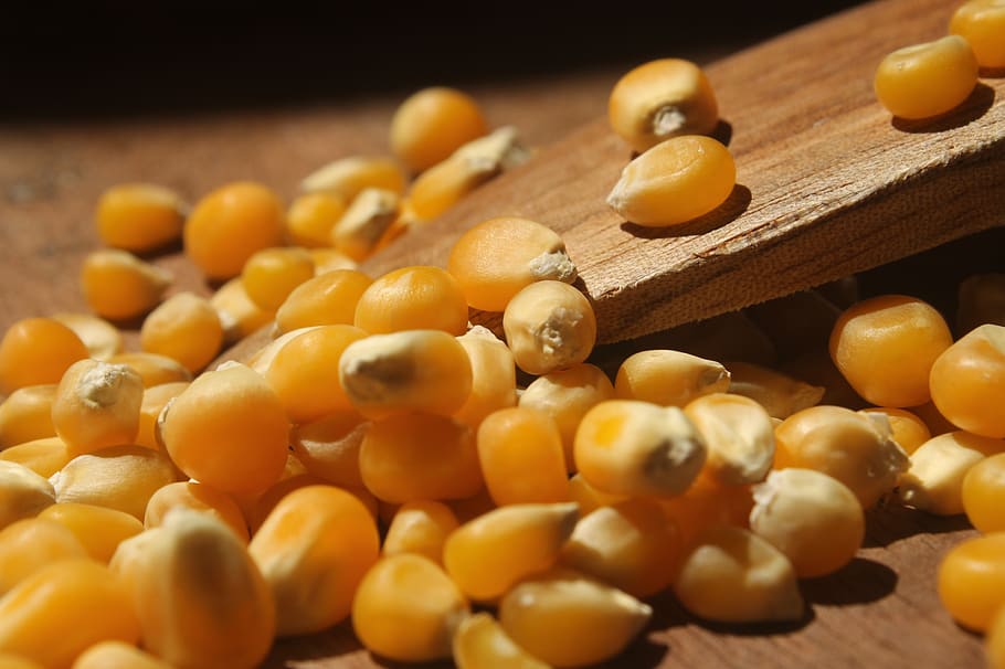 Mais, Popcorn, cucinare, legno - materiale, cibo e bevande, cucchiaio, utensile da cucina, cibo, freschezza, in casa, avvicinamento, attrezzature domestiche, benessere, cucchiaio di legno, messa a fuoco selettiva, nessuno, girato in studio, mangiare sano, grande gruppo di oggetti, natura morta, cibo crudo, abbondanza, cibo vegetariano, dieta, 2K