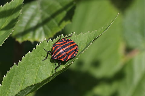 insecto, hoja, sentado, a rayas, parte de la planta, invertebrado, animal, fauna animal, animales en la naturaleza, temas de animales, color verde, un animal, planta, de cerca, naturaleza, centrarse en primer plano, belleza en la naturaleza, día, nadie, crecimiento, ala animal, enfoque selectivo, al aire libre, mariposa - insecto, mariposa, 2K, CC0, dominio público, libre de derechos