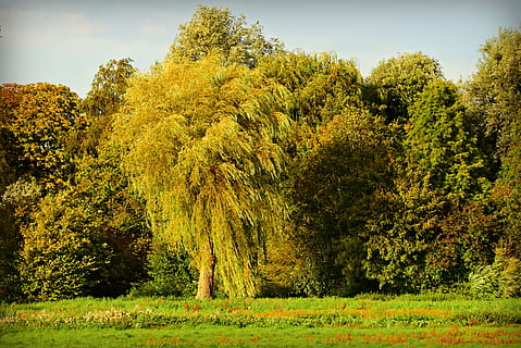 sauce, árbol, bosque, prado, parque, naturaleza, verano, planta, belleza en la naturaleza, crecimiento, tranquilidad, color verde, escena tranquila, tierra, paisajes - naturaleza, hierba, nadie, día, campo, cielo, otoño, escena no urbana, paisaje, ambiente, al aire libre, cambio, 4K, CC0, dominio público, libre de derechos