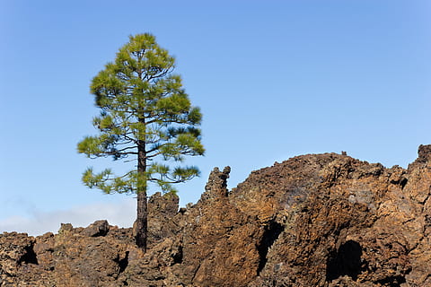 volcano, teide, tree, karg, volcanic rock, volcanic landscape, rocky, rau, sky, rock, beauty in nature, rock - object, tranquility, clear sky, tranquil scene, low angle view, solid, plant, rock formation, scenics - nature, nature, day, no people, non-urban scene, mountain, environment, blue, outdoors, formation, climate, arid climate, eroded, semi-arid, 5K, CC0, public domain, royalty free