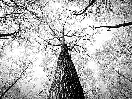trees, trunk, bark, branches, woods, nature, bare tree, tree, branch, low angle view, plant, no people, tree trunk, sky, outdoors, silhouette, tranquility, day, architecture, tower, built structure, tall - high, building exterior, autumn, spire, tree canopy, 2K, CC0, public domain, royalty free
