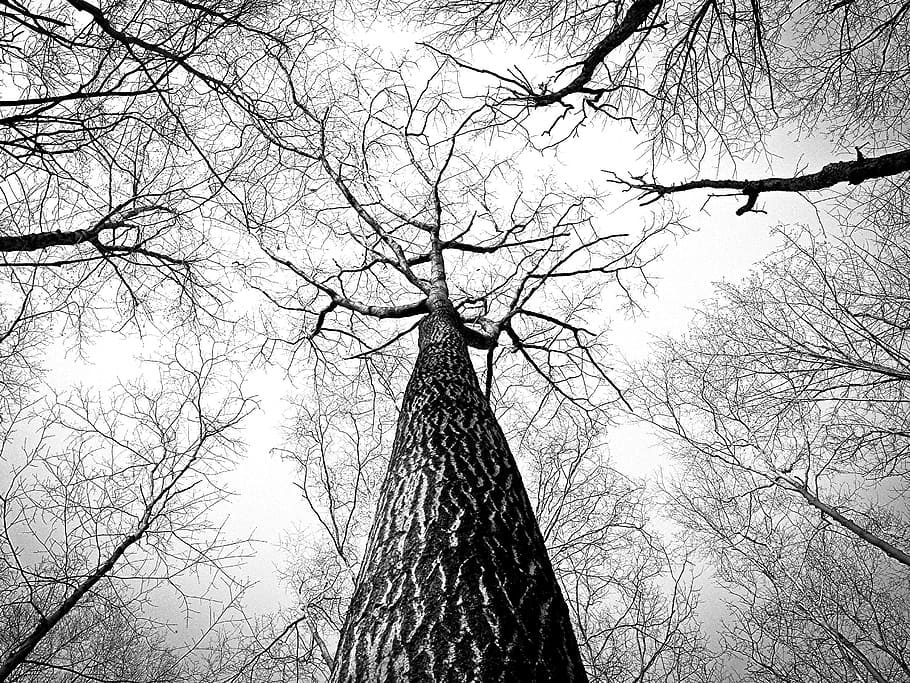 arbres, tronc, escorça, branques, boscos, naturalesa, arbre nu, arbre, branca, vista d’angle baix, planta, cap gent, tronc de l'arbre, cel, a l'aire lliure, silueta, tranquil·litat, dia, arquitectura, torre, estructura construïda, alta - alta, exterior de l'edifici, tardor, fletxa, copa de l'arbre, 2K