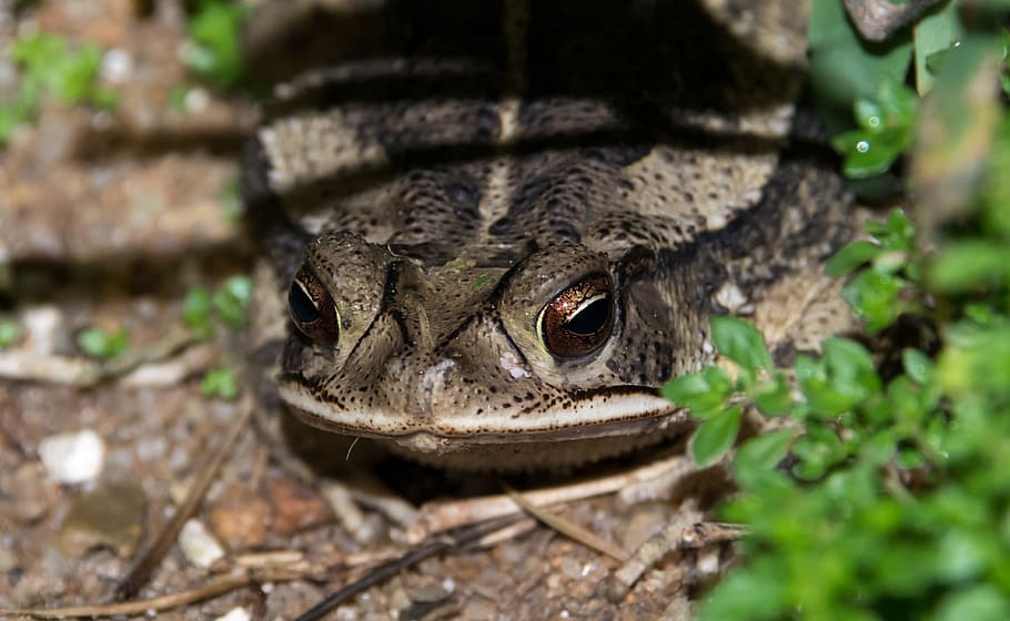 granota, cara, primer pla, terrorífic, agafat, saltar, espantar, amfibi, musell, animal, un animal, temes d'animals, fauna animal, rèptil, vertebrats, animals a la natura, cap gent, dia, naturalesa, planta, part del cos dels animals, enfocament selectiu, terra, a l'aire lliure, llangardaix, part de la planta, cap d’animals, ull d’animals, 4K