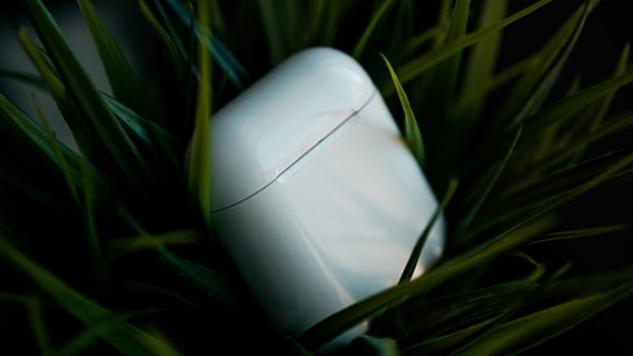planta, maquinari, electrònica, ratolí, ordinador, poma, airpods de poma, airpods, ampolla, llum, dit, desodorant, cosmètics, flor, amaryllidaceae, agapanthus, agitador, verd, porcellana, creixement, primer pla, color verd, herba, naturalesa, cap gent, ou, festa, menjar, Color blanc, Pasqua, sol objecte, part de la planta, a l'aire lliure, full, menjar i beguda, vista d’angle alt, dia, fulla d'herba, 4K, CC0, domini públic, lliure de regalies
