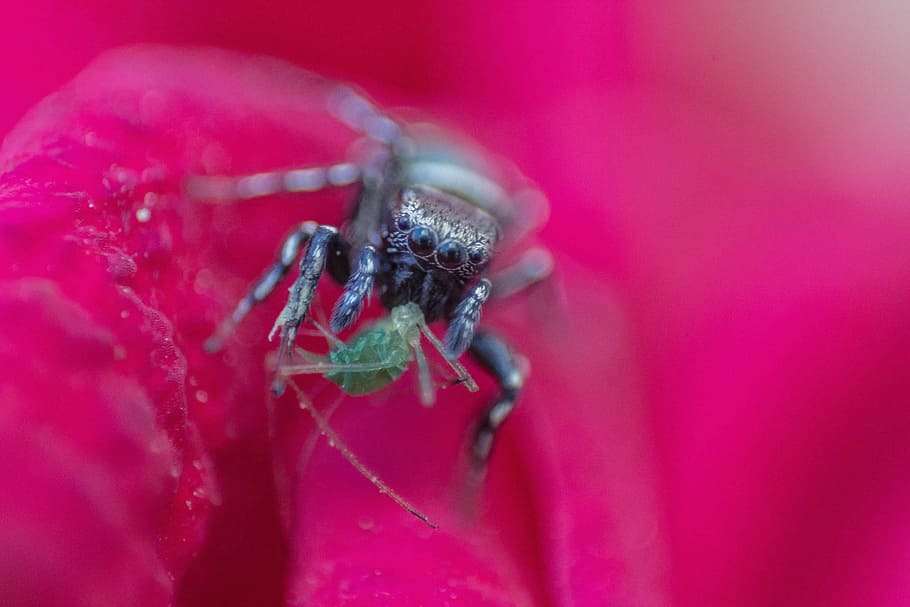 naturalesa, animals, insectes, error, primer pla, macro, rosa, animal, temes d'animals, un animal, invertebrat, fauna animal, animals a la natura, insecte, color rosa, artròpode, aràcnids, cap gent, fragilitat, enfocament selectiu, vermell, aranya, zoologia, part del cos dels animals, flor, cames d’animal, 2K