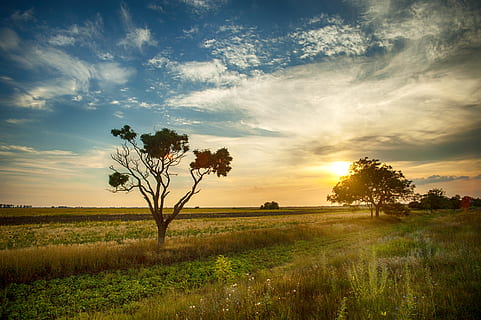 landscape photography, green, grass field, clouds, cloudy sky, crops, evening, farm, field, golden hour, grass, green grass, landscape, natue, sun, sunset, trees, sky, tranquility, plant, tranquil scene, environment, beauty in nature, land, scenics - nature, cloud - sky, tree, growth, nature, rural scene, non-urban scene, no people, outdoors, isolated, 4K, CC0, public domain, royalty free