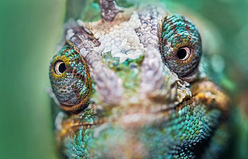verd, marró, camaleó, david clode, llangardaix, cerca, mirant, rèptil, camaleó velat, ull, temes d'animals, animal, un animal, fauna animal, vertebrats, primer pla, part del cos dels animals, animals a la natura, ull d’animals, cap d’animals, cap gent, color verd, naturalesa, dia, enfocament selectiu, retrat, escala d’animals, iguana, selva tropical, 4K, CC0, domini públic, lliure de regalies