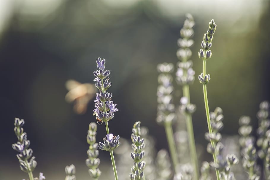 pano de fundo, fundo, borrão, bokeh, dia, luz do dia, detalhe, flor, crescimento, lavandula, lavanda, natureza, ninguém, ao ar livre, plantar, roxa, Primavera, verão, planta com flores, fragilidade, beleza na natureza, vulnerabilidade, frescura, fechar-se, focar em primeiro plano, foco seletivo, campo, pétala, terra, caule vegetal, cabeça de flor, 5K