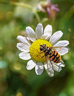 hoverfly, insecte, naturalesa, volar, flor, florir, estiu, error, ala, ratlles, planta, dípters, margarida, pètals, planta amb flors, fragilitat, bellesa a la natura, animals a la natura, vulnerabilitat, fauna animal, invertebrat, temes d'animals, pètal, animal, cap de flor, un animal, creixement, frescor, abella, primer pla, inflorescència, polinització, pol·len, cap gent, ala dels animals, a l'aire lliure, 2K, CC0, domini públic, lliure de regalies