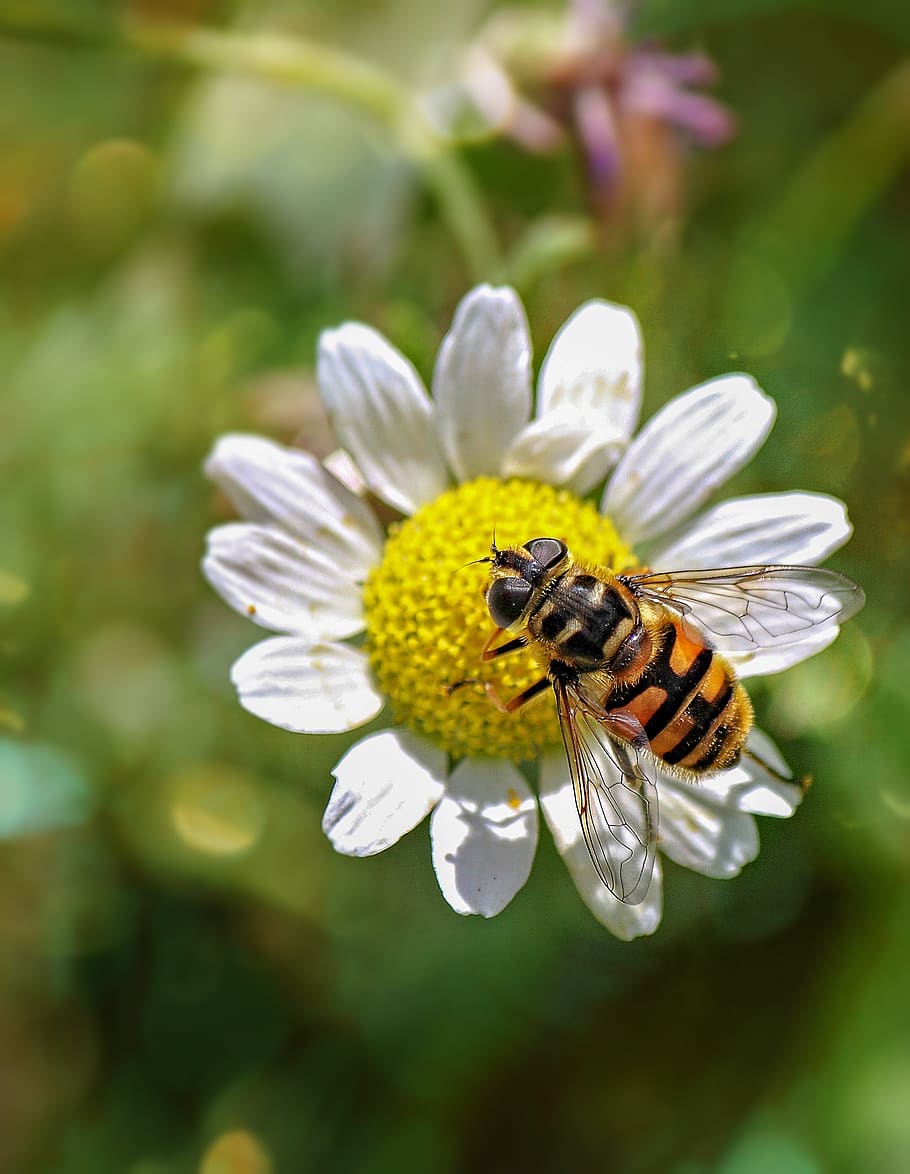 hoverfly, insecte, naturalesa, volar, flor, florir, estiu, error, ala, ratlles, planta, dípters, margarida, pètals, planta amb flors, fragilitat, bellesa a la natura, animals a la natura, vulnerabilitat, fauna animal, invertebrat, temes d'animals, pètal, animal, cap de flor, un animal, creixement, frescor, abella, primer pla, inflorescència, polinització, pol·len, cap gent, ala dels animals, a l'aire lliure, 2K
