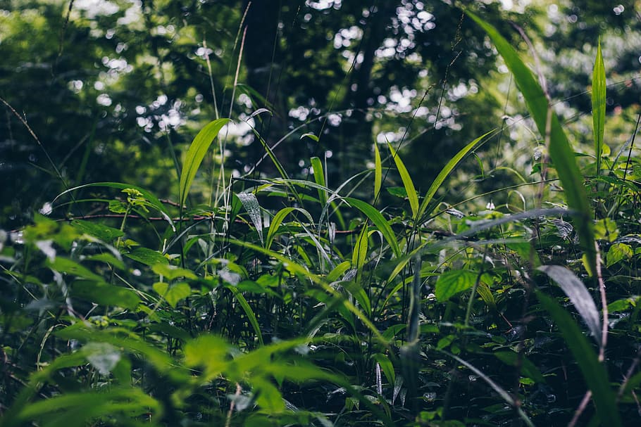 selektiv, Foto fokussieren, Grün, Rasenplatz, Bäume, hell, Umgebung, Feld, Flora, Blume, Frische, Gras, Wachstum, Hayfield, Landschaft, Mutter Natur, Jahreszeit, Sommer-, Pflanze, grüne Farbe, Blatt, Pflanzenteil, Schönheit in der Natur, Natur, Land, Tag, keine Leute, selektiver Fokus, Ruhe, Nahansicht, draußen, Fokus auf den Vordergrund, Wasser, Sonnenlicht, Zerbrechlichkeit, Grashalm, Tau, 5K