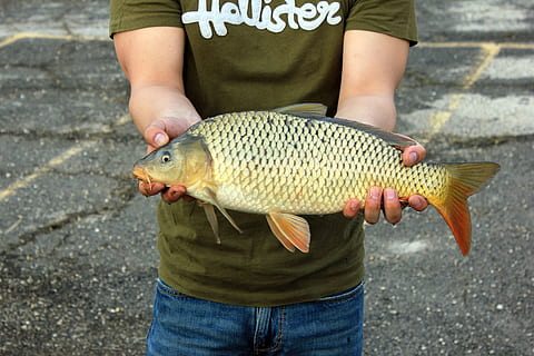 fisk, karpe, fangst, hænder, skalaer, finner, bedrift, en person, midsection, hvirveldyr, dag, rigtige mennesker, mad, friskhed, forfra, mad og drikke, herrer, fiskeri, livsstil, fisk og skaldyr, afslappet tøj, menneskelig hånd, udendørs, fangst af fisk, hånd, 2K, CC0, offentligt domæne, royaltyfrie