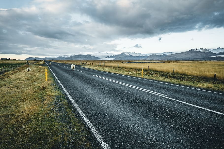 gris, concret, carretera, camps de gespa, núvols, manera, asfalt, Islandia, corrent, islandaïlloc, muntanyes, dia, paisatge, local, ovelles, animals, ocell, animal, ciutat, carrer, urbà, núvol - cel, cel, transport, el camí a seguir, direcció, marcatge de carreteres, medi ambient, muntanya, símbol, signe, bellesa a la natura, escenics - natura, marcatge, cap gent, naturalesa, escena tranquil·la, escena no urbana, perspectiva decreixent, Serra, a l'aire lliure, línia divisòria, llarg, 5K