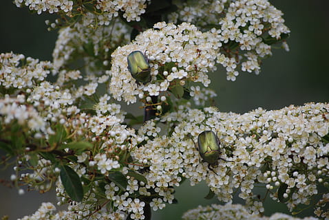 forår, biller, bille, insekt, natur, have, blomst, blomstre, stedsegrønne, plante, hvid, blomstrende, Busk, blomstrende plante, skønhed i naturen, friskhed, vækst, skrøbelighed, sårbarhed, hvid farve, tæt på, ingen mennesker, dag, fokus på forgrunden, træ, blomsterhoved, kronblad, blomsterstand, udendørs, kirsebær blomst, flok blomster, Kirsebærtræ, 4K, CC0, offentligt domæne, royaltyfrie