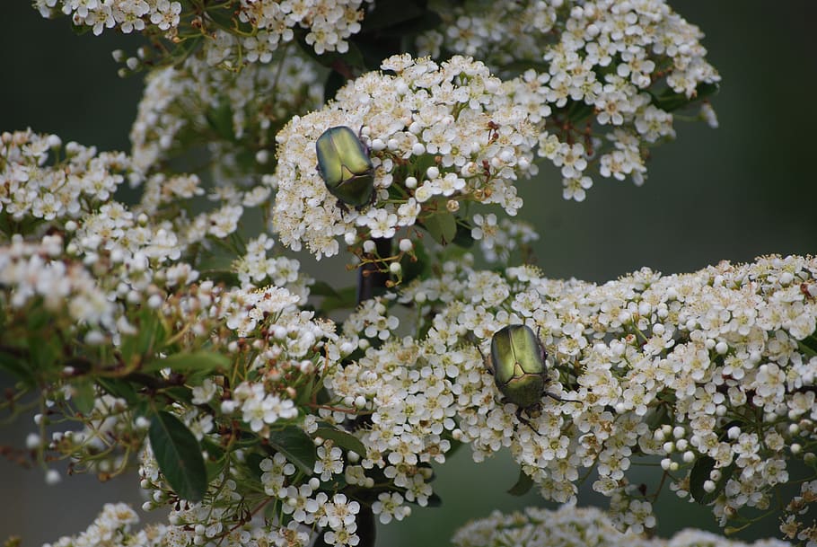 forår, biller, bille, insekt, natur, have, blomst, blomstre, stedsegrønne, plante, hvid, blomstrende, Busk, blomstrende plante, skønhed i naturen, friskhed, vækst, skrøbelighed, sårbarhed, hvid farve, tæt på, ingen mennesker, dag, fokus på forgrunden, træ, blomsterhoved, kronblad, blomsterstand, udendørs, kirsebær blomst, flok blomster, Kirsebærtræ, 4K
