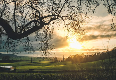 spoglio, alberi, verde, campo d'erba, retroilluminato, rami, nuvole, sera, campo, paesaggio, luce, natura, panoramico, cielo, sole, Alba, tramonto, tempo metereologico, legna, albero, pianta, scena tranquilla, bellezza nella natura, la tranquillità, scenics - natura, nuvola - cielo, ambiente, nessuno, luce del sole, terra, ramo, idilliaco, erba, all'aperto, 4K, CC0, dominio pubblico, privo di copyright