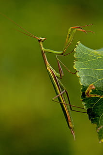 makro, mantis, hmyz, dravec, zelená barva, bezobratlý, detail, zvířat, zvířata ve volné přírodě, jednoho zvířete, rostlina, zvíře, rostlinné části, list, kudlanka nábožná, Příroda, den, zaměřit se na popředí, nikdo, růst, venku, část těla zvířete, 5K, CC0, veřejná doména, bez autorských práv