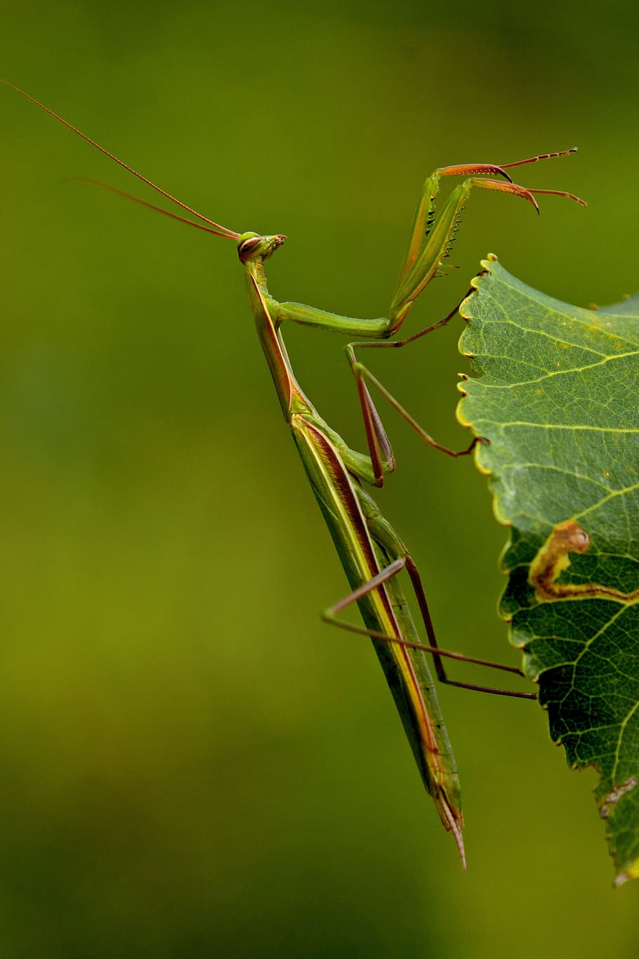 makro, mantis, hmyz, dravec, zelená barva, bezobratlý, detail, zvířat, zvířata ve volné přírodě, jednoho zvířete, rostlina, zvíře, rostlinné části, list, kudlanka nábožná, Příroda, den, zaměřit se na popředí, nikdo, růst, venku, část těla zvířete, 5K