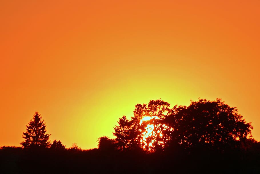 indstilling, sæt, solnedgang, natur, Eva, aften, træ, himmel, silhuet, ro, skønhed i naturen, orange farve, plante, ingen mennesker, rolig scene, scenics - natur, kopiere plads, jord, tusmørke, idyllisk, udendørs, gul, sollys, miljø, trætop, fyrretræ, 2K